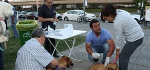 Miles-de-mascotas-han-recibido-sus-vacunas--600x280