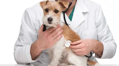 Tumores en perro: ¿Cómo detectarlos y qué hacer?
