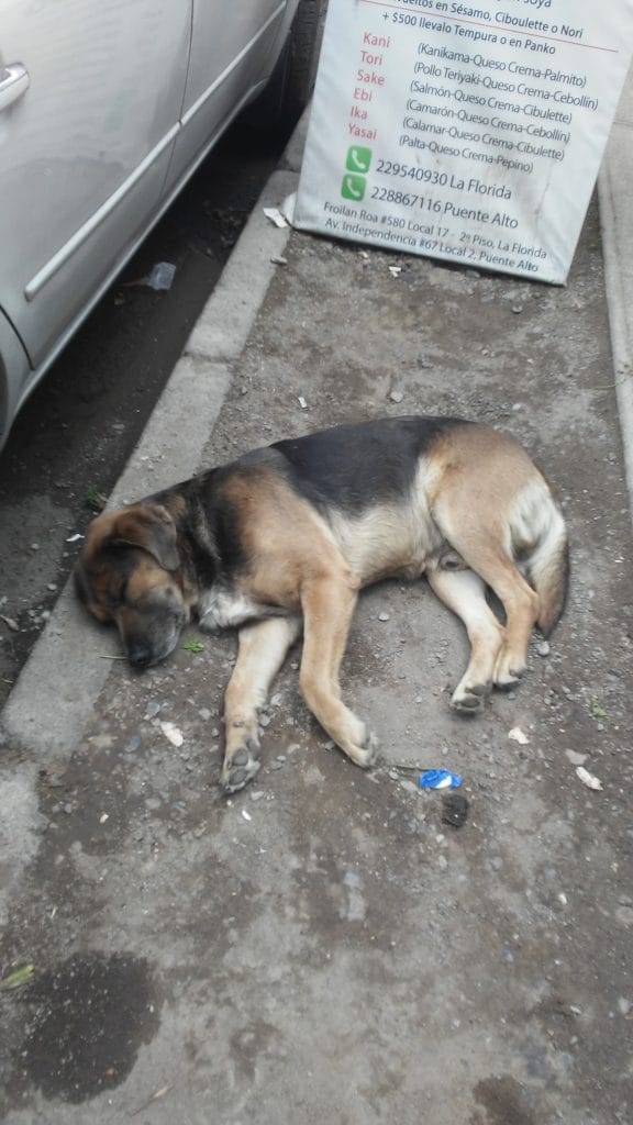 Y se supone que el perro es el mejor amigo del hombre…
