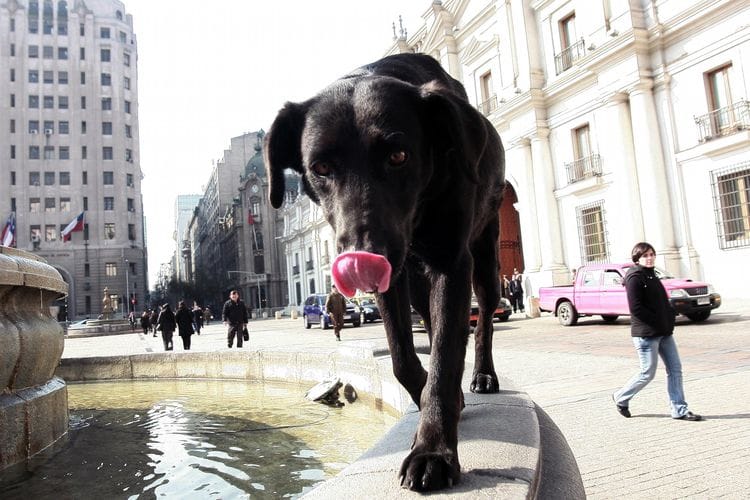 Este 12 de febrero vence el plazo para inscribir a las mascotas por la “Ley Cholito”