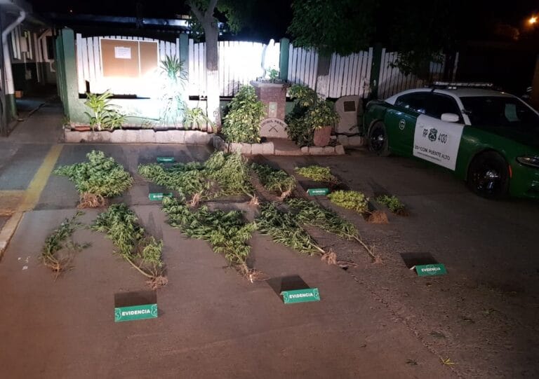 La más grande medía casi tres metros: Hombre detenido por plantación de marihuana