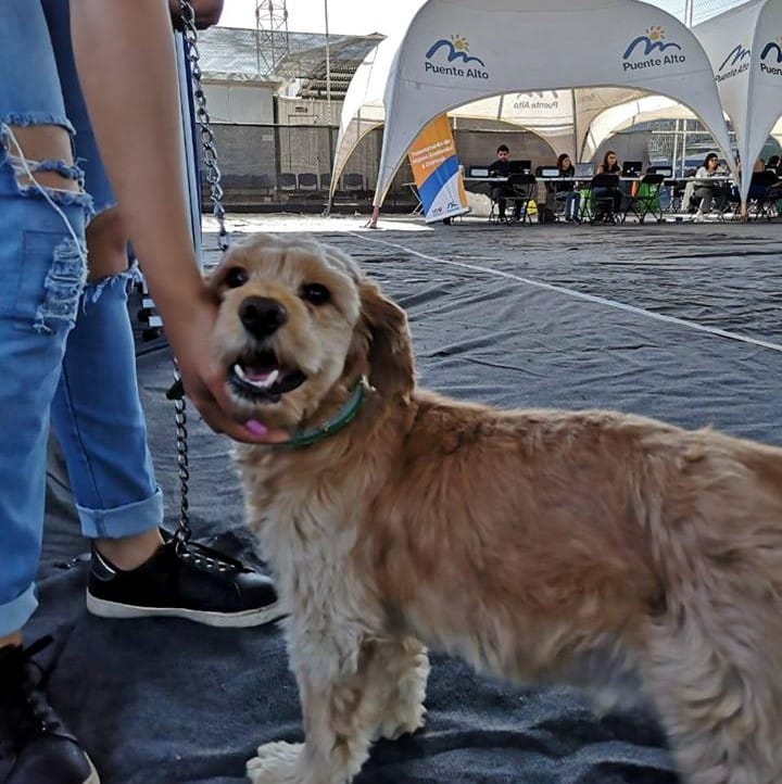 Tranquilidad Puente Alto: municipalidad comenzará con marcha blanca fiscalización de “Ley Cholito”