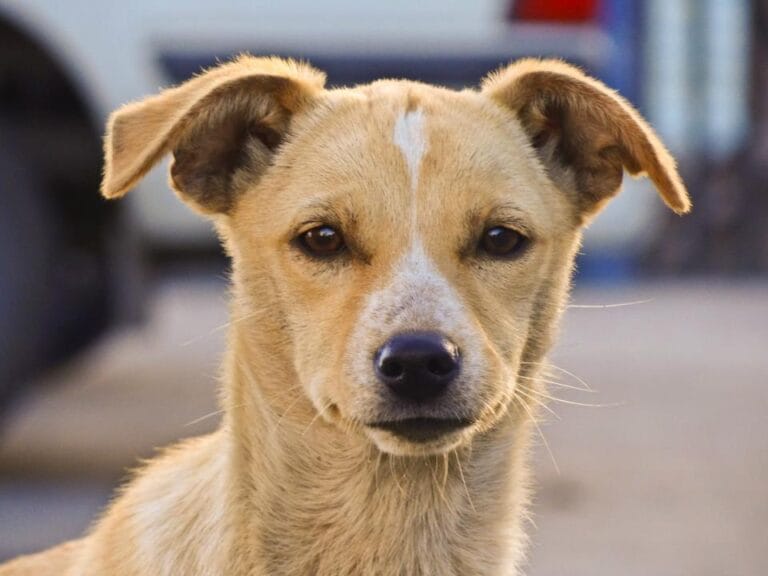 Vida de perro: La historia de “cachupín”