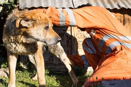 Fundación de Puente Alto rescata a los perritos callejeros en Casas Viejas