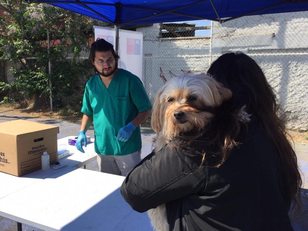 En Puente Alto comenzó plan de implementación de chip gratuito para mascotas de la provincia