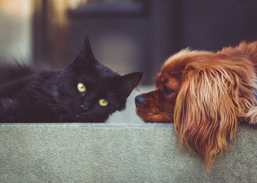 Municipio abre nuevas inscripciones para operativos de esterilización de mascotas en Puente Alto