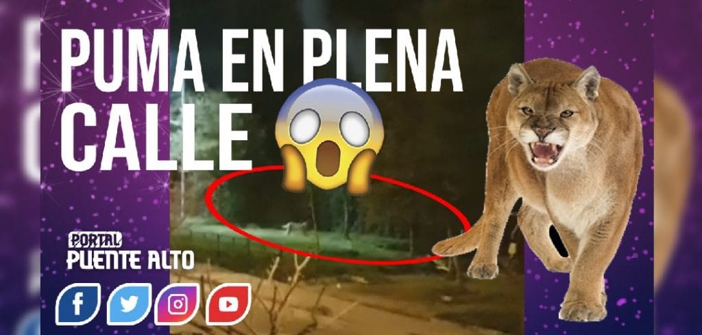 Puma avistado en Puente Alto retornó a su hábitat natural