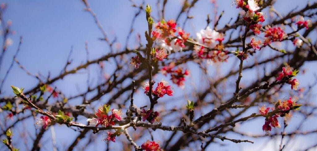 Consejos para diferenciar Covid-19 y alergias durante la primavera