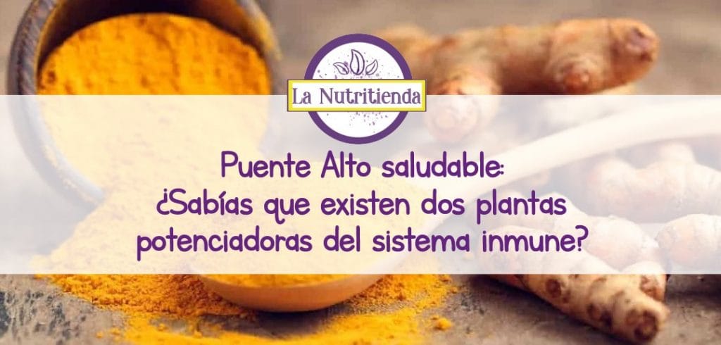 Puente Alto saludable: ¿Sabías que existen dos plantas potenciadoras del sistema inmune?