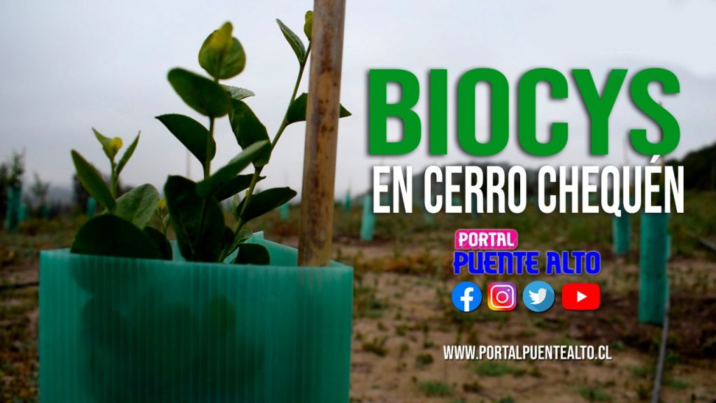 Video| Consultora Biocys junto a la Sociedad del Canal de Maipo se encargan de reforestar el pulmón verde entre Puente Alto y La Florida