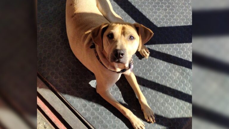 ¡Un hogar para “la Rusia”! Pareja de Puente Alto busca con urgencia que adopten a una perrita