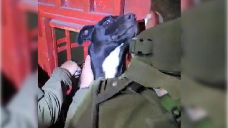 Carabineros de Puente Alto ayudaron a perrito atrapado en reja