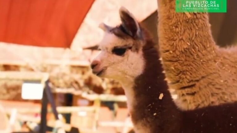 CONCURSO| Pueblito Las Vizcachas de Puente Alto busca nombre para alpaca recién nacida