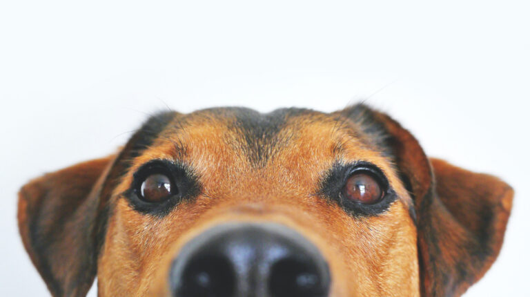 Para cuidar al regalón: sepa cómo proteger a las mascotas puentealtinas de la alergia primaveral