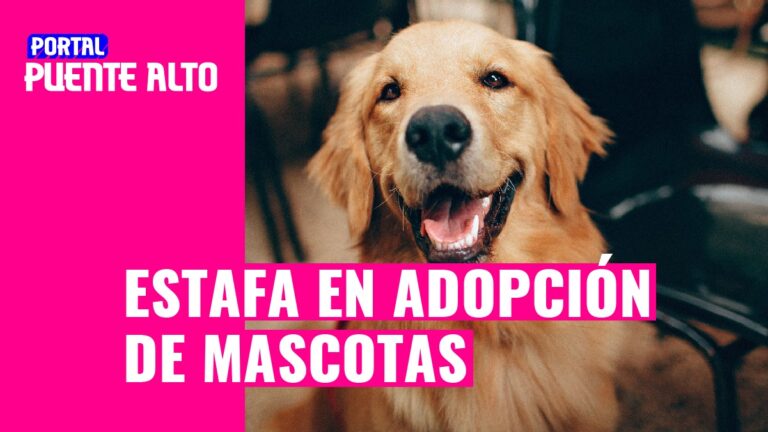 Vecinos de Puente Alto alertan sobre método de estafa en adopción de mascotas por redes sociales