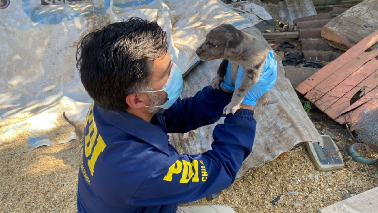 PDI rescató a 14 perros que sufrían maltrato al interior de un domicilio en Puente Alto