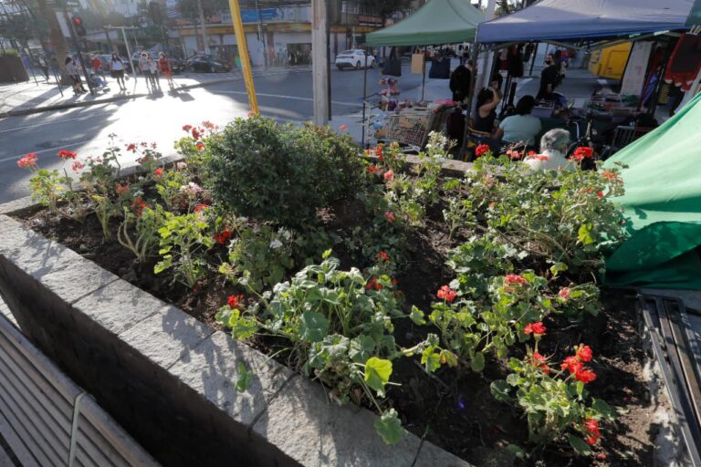 Municipio plantó 200 cardenales en florerías ubicadas en los alrededores de la estación Plaza de Puente Alto