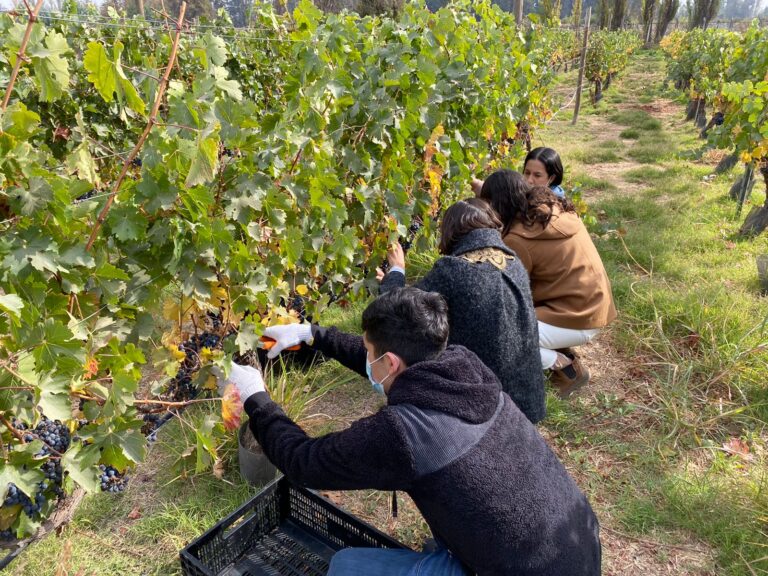Con cata de vino incluida: Duoc UC da inicio al proceso de vendimia en Pirque