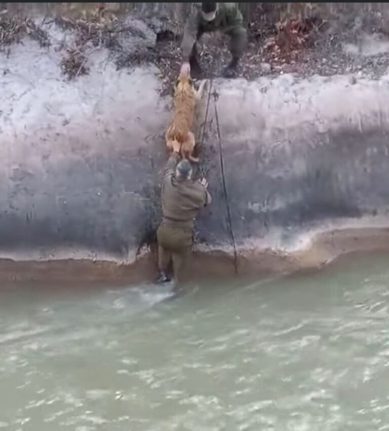 ¡GRAN LABOR!: Carabineros de Las Vizcachas rescataron a perrito de un canal