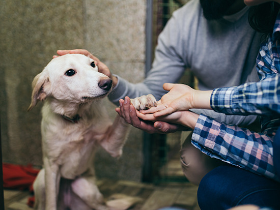 ¿Buscas una compañía leal? Adopta un perrito en Espacio Urbano de Puente Alto