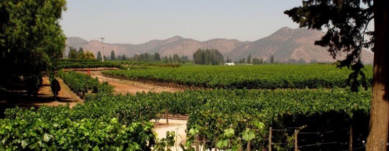 ¿Te gusta el vino? Conoce las tres viñas de Pirque que debes visitar