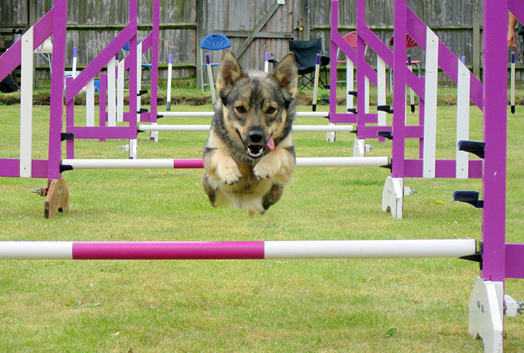 Conoce cómo participar de la “1° Competencia de Circuito Canino” en el Pueblito Las Vizcachas
