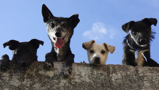¡Atención vecinos! Hoy se realizará operativo canino en Puente Alto