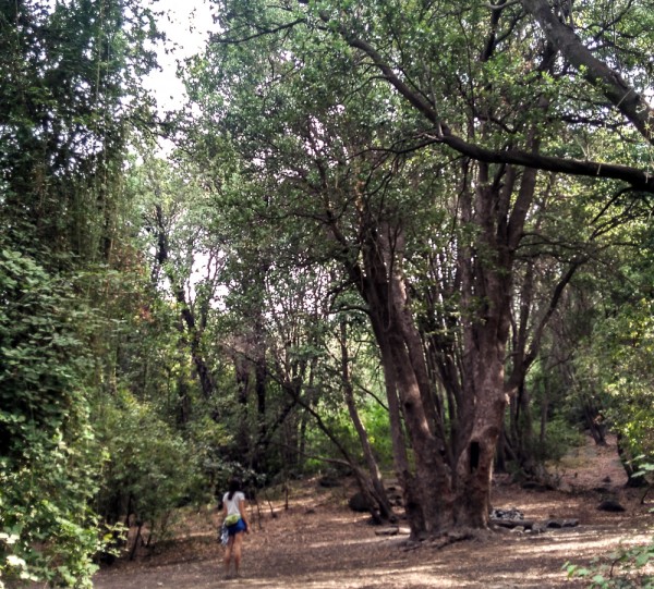 Bosque de los brujos Explora esta mágica y fácil caminata para
