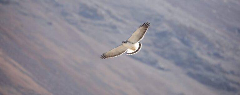 Tercer Festival Aves del Maipo: adéntrate en el mundo de las aves en un evento gratuito en Puente Alto