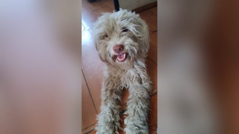 ¡Volvió Chocolito!: Mujer encuentra en Puente Alto a su perrito extraviado hace cinco años