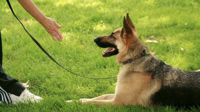 Taller gratuito de adiestramiento canino en Puente Alto: Inscripciones abiertas