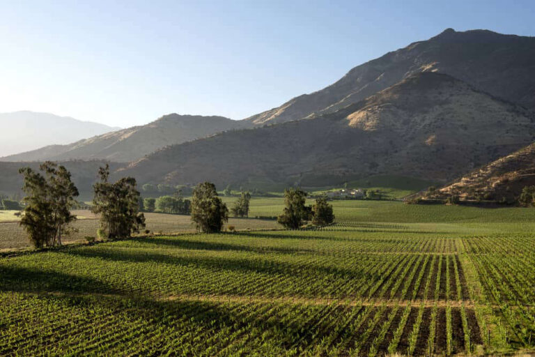 Descubre los mejores vinos del Valle del Maipo