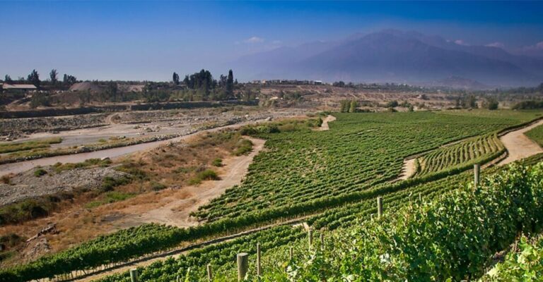 ¿Sabías que Puente Alto es cuna del vino Cabernet Sauvignon de alta gama?