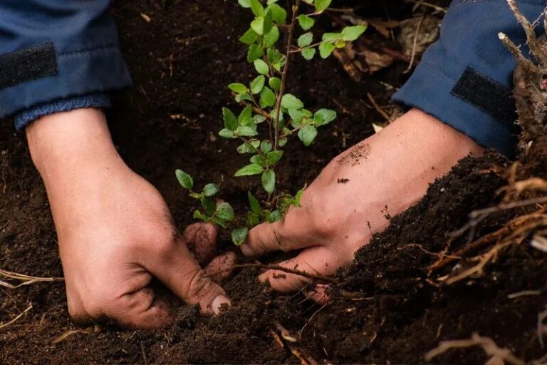 Reforestación Urbana en Puente Alto y otras comunas de Chile: Fundación Reforestamos Plantará 2.000 Árboles Nativos en Junio