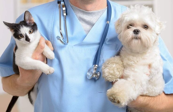 ¡Atención vecinos y vecinas! Conozca cómo gestionar la visita de la Clínica Veterinaria Móvil a su barrio en Puente Alto