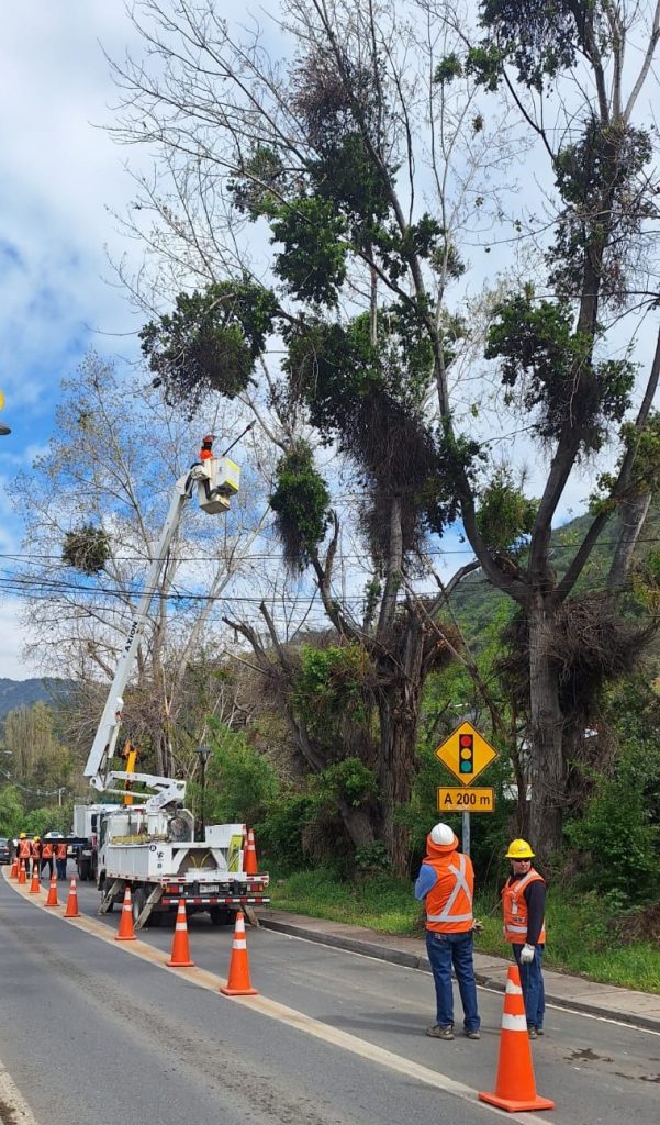 CGE realiza faenas de despeje de vegetación cercana a las redes de distribución eléctrica en San José de Maipo