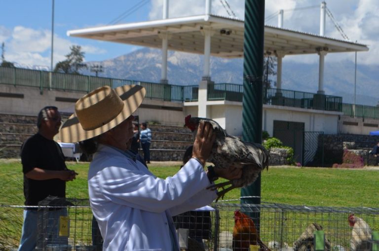 Pirque celebra la 14° edición del concurso de selección genética del Gallo y Gallina Mapuche