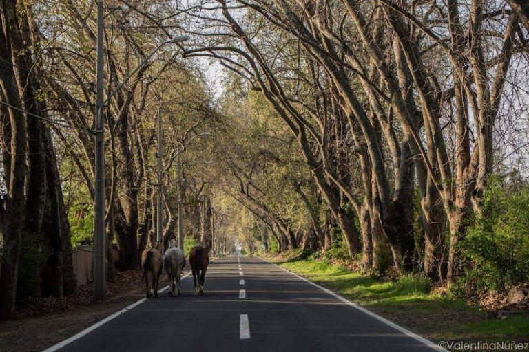 Pirque potencia su identidad rural y cultural a través del turismo colaborativo