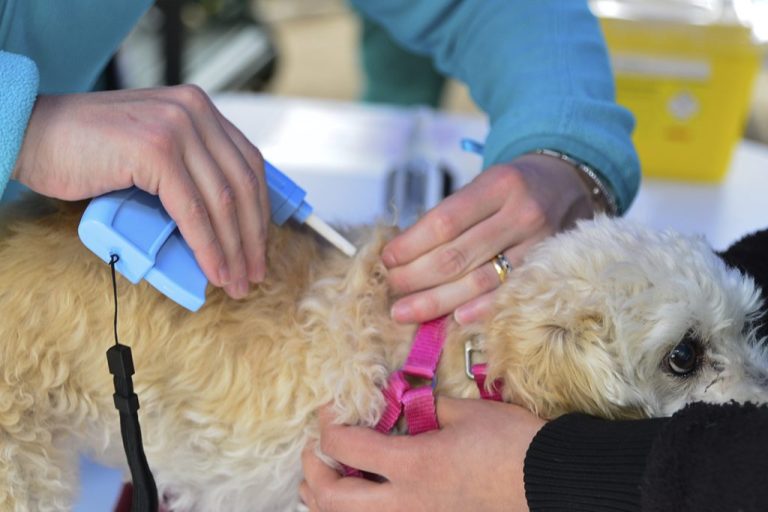 Implantación de microchip y consultas veterinarias gratuitas