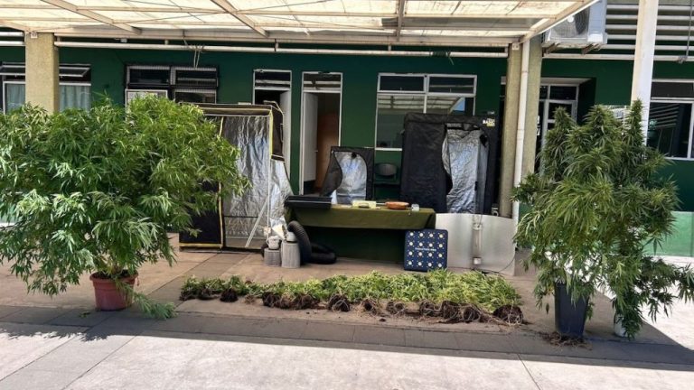 Puente Alto: Detienen a hombre por tener 16 plantas de marihuana en su domicilio