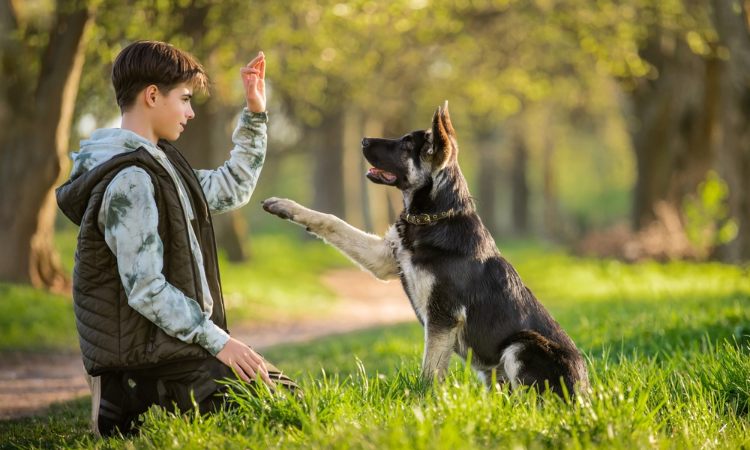 Puente Alto: Conoce como inscribirte al Taller de Adiestramiento Canino del Pueblito de Las Vizcachas