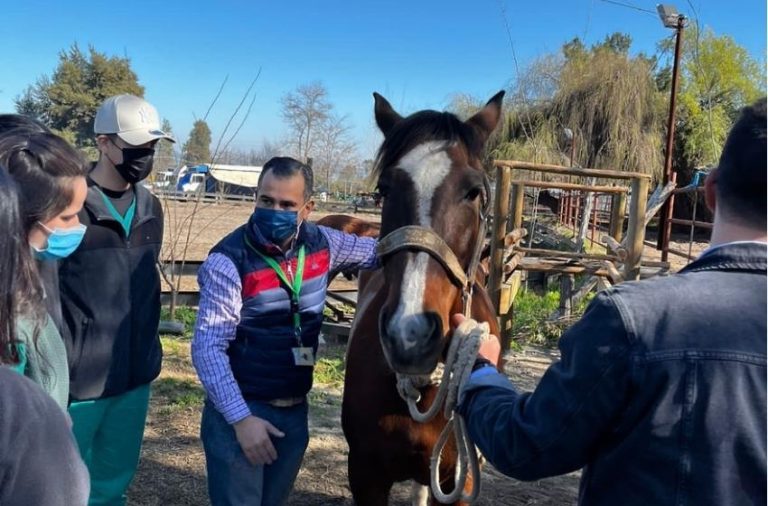 La Municipalidad de Pirque busca Médico Veterinario para PRODESAL