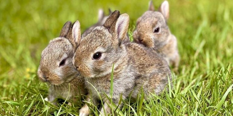 Chile lidera el cambio: Nuevo hito en legislación ambiental al prohibir testeo cosmético en animales 2025-01-29T19:29:27.000Z.jpg