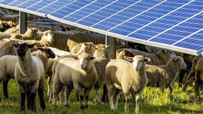 Innovación en Agrovoltaica en Australia: Cómo las Ovejas Merinas Mejoran la Producción de Energía Solar Sostenible en Nueva Gales del Sur 2025-03-01T06:00:12.000Z.jpg