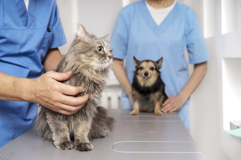 ¡Atención Puente Alto!: Clínica Veterinaria Móvil atenderá en Villa Nueva Tocornal III