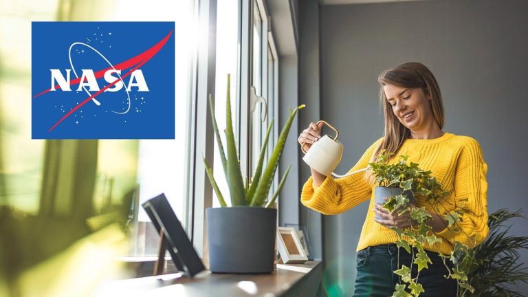 NASA revela cómo las plantas de interior purifican el aire en espacios cerrados y mejoran la salud ambiental 2025-07-09T04:00:08.000Z.jpg
