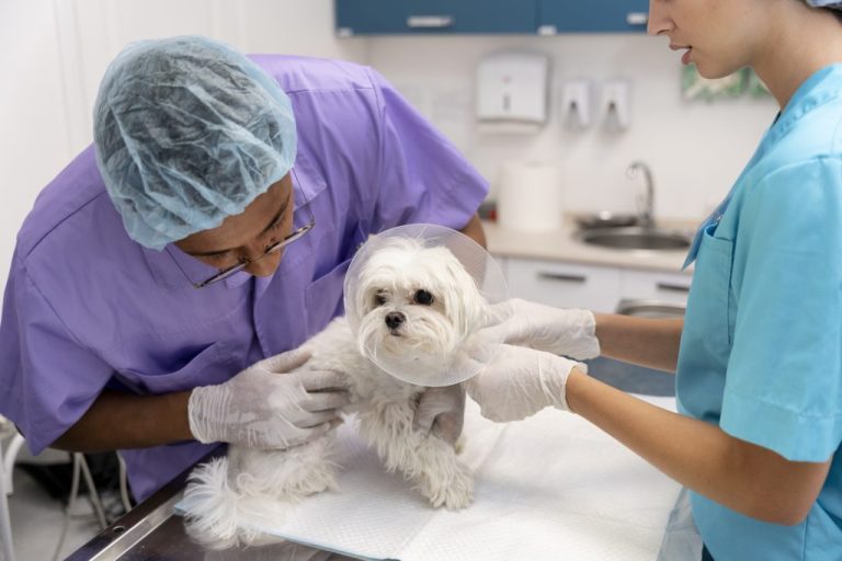 Este jueves 16 comienza en Puente Alto el Plan Nacional de Esterilización impulsado por el Gobierno de Santiago