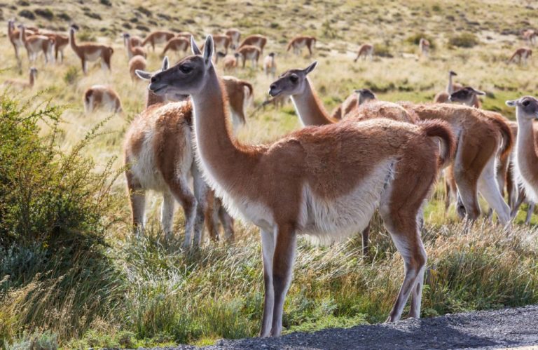 Proyecto busca reintroducir guanacos en la cordillera de Santiago para recuperar el ecosistema andino Foto: Kamchatka