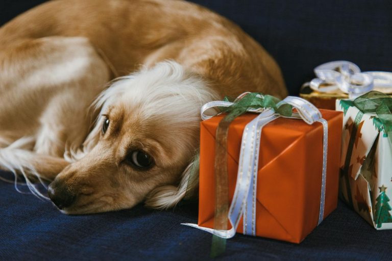 Un perro café claro con blanco aparece recostado a la izquierda de la imagen y a su derecha hay dos regalos, uno con envoltorio naranjo con cinta blanca, y el otro con envoltorio blanco decorado con arboles de Navidad y cinta blanca.