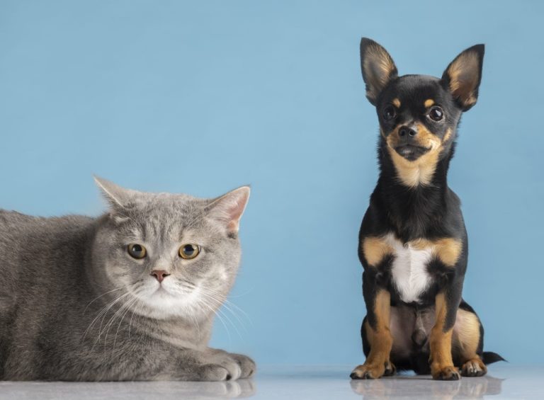 ¡Atención vecinos y vecinas! Nueva jornada de inscripción para esterilización canina y felina en Puente Alto